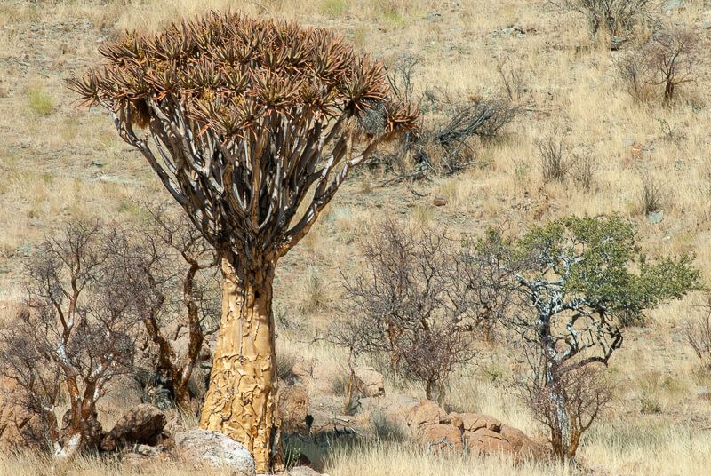 Afrique australe -Namib, arbre à carquois (Aloidendron dichotomum), Kokerboom