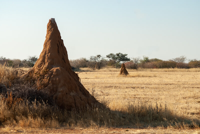 Afrique australe - Namibie, termitière