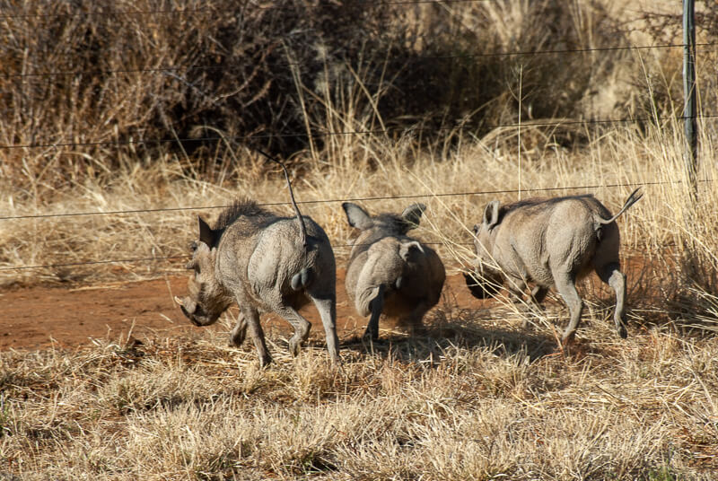 Afrique australe - Namibie, les 3 petits ...phacochères