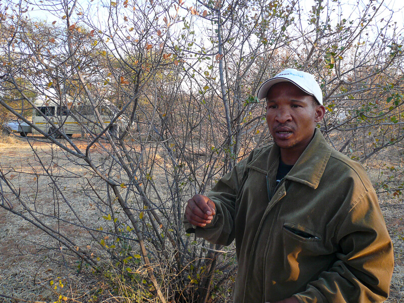 Afrique australe - Botswana, un bushman nous explique les plantes du Kalahari et leurs utilisations