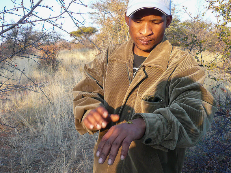 Afrique australe - Botswana, un bushman nous explique les plantes du Kalahari et leurs utilisations