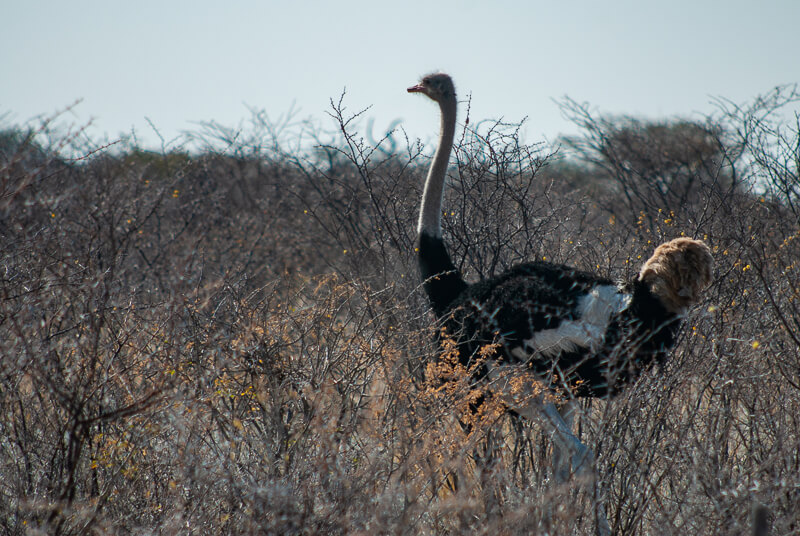Afrique australe - Botswana, autruche dans le Kalahari