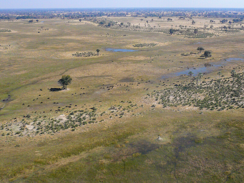 Afrique australe, Botswana - Le delta de l'Okavango et buffles vus d'avion