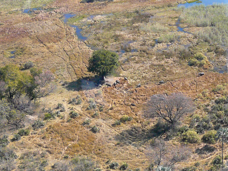 Afrique australe, Botswana - Le delta de l'Okavango et éléphants vus d'avion