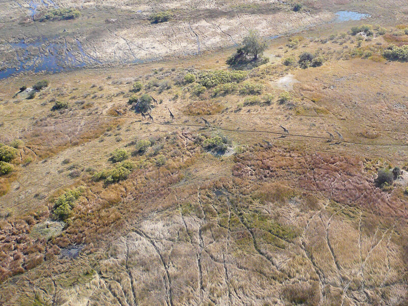 Afrique australe, Botswana - Le delta de l'Okavango et girafes vues d'avion