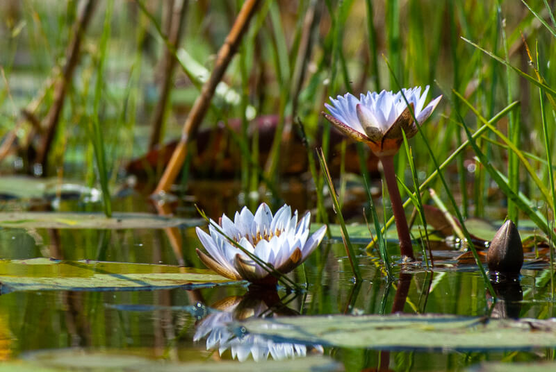 Afrique australe, Botswana - Lotus bleu Nymphaea caerulea dans le delta de l'Okavango