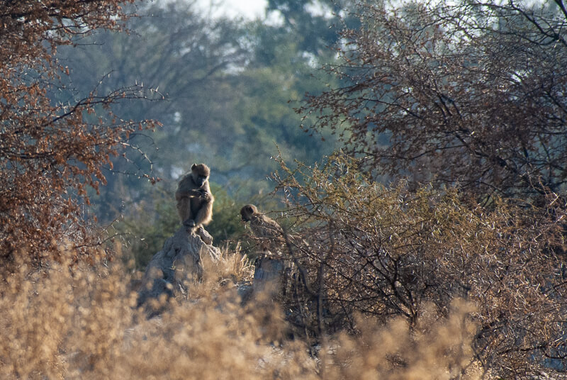 Afrique australe, Botswana - Babouins dans le delta de l'Okavango