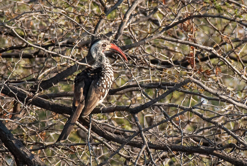 Afrique australe, Botswana - Calao à bec rouge Tockus erythrorhynchus - Northern Red-billed Hornbill dans le delta de l'Okavango