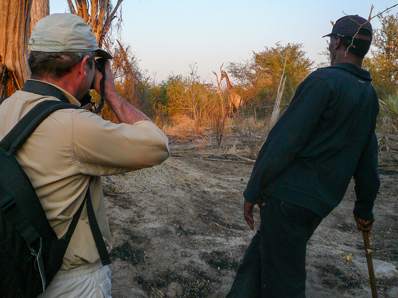 Afrique australe, Botswana - Rencontre avec une girafe dans le delta de l'Okavango