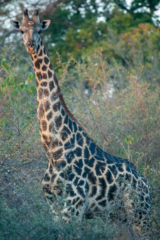 Afrique australe, Botswana - Girafe dans le delta de l'Okavango