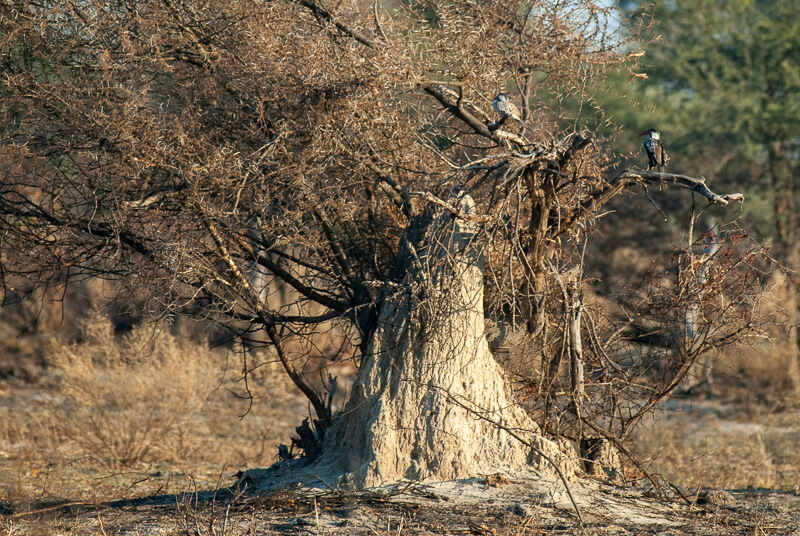 Afrique australe, Botswana - Oiseaux et termitière dans le delta de l'Okavango