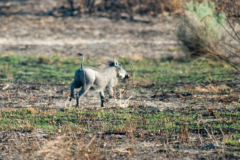 Afrique australe, Botswana - Phacochère à quelques mètres de nous dans le delta de l'Okavango