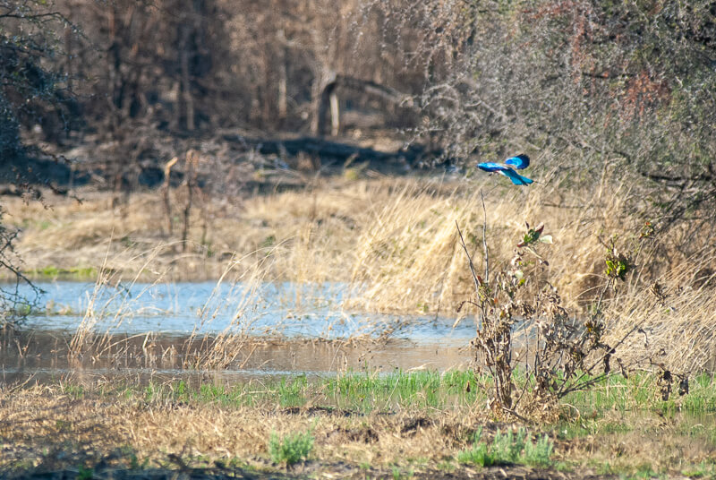 Afrique australe, Botswana - l'éclat bleu métallique du vol du rollier à long brin (oiseau national du Botswana) dans le delta de l'Okavango