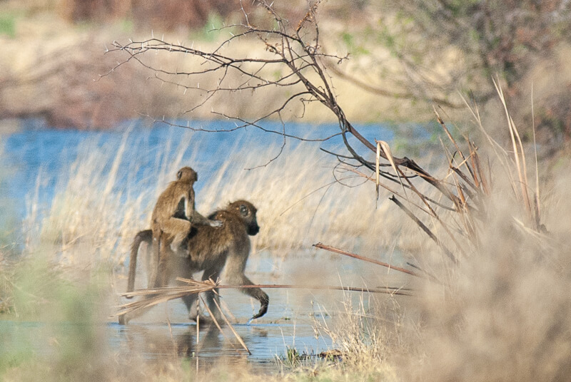 Afrique australe, Botswana - En ce chaud début d'après-midi, dans le delta de l'Okavango, les babouins se promènent en famille