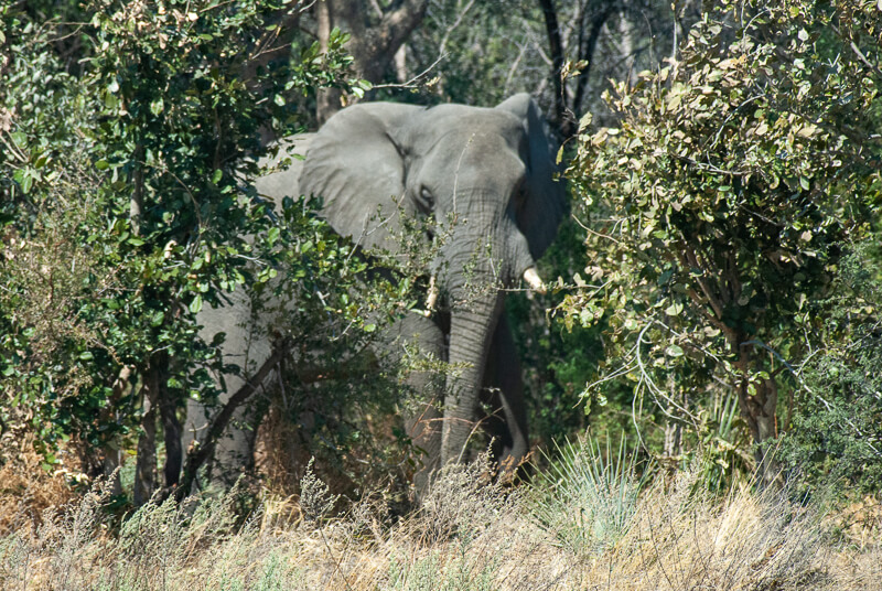 Afrique australe, Botswana - un éléphant, notre voisin de camping, sort du bois dans le delta de l'Okavango