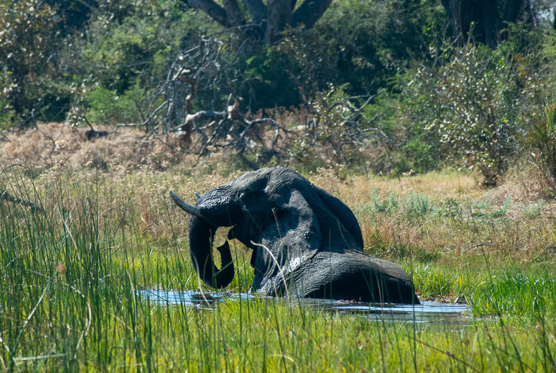 Afrique australe, Botswana - Démonstration du bain de l'éléphant dans le delta de l'Okavango