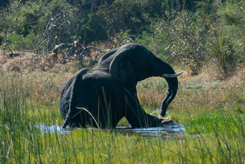 Afrique australe, Botswana - Démonstration du bain de l'éléphant dans le delta de l'Okavango