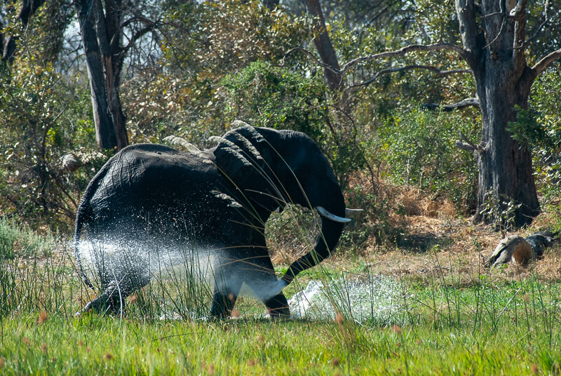 Afrique australe, Botswana - Démonstration du bain de l'éléphant dans le delta de l'Okavango