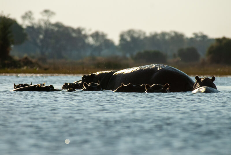 Afrique australe - Botswana, hippopotames dans le delta de l'Okavango