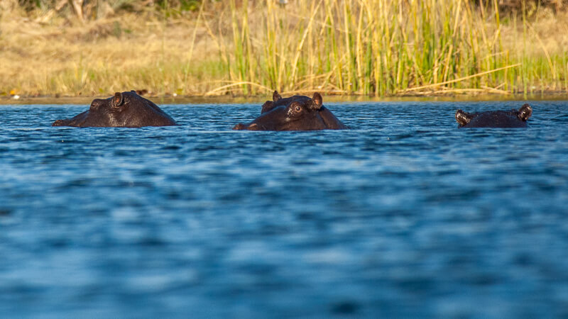 Afrique australe - Botswana, hippopotames dans le delta de l'Okavango
