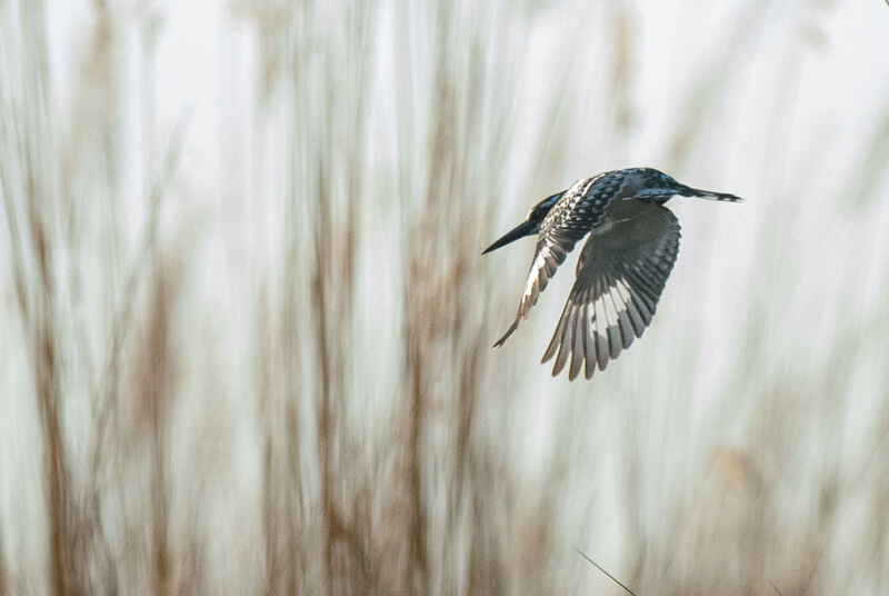 Afrique australe - Martin pêcheur-pie (Ceryle rudis) - Pied Kingfisher dans le delta de l'Okavango
