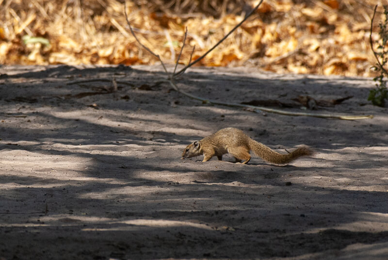 Afrique australe - Botswana. Ecureuil de smith (Paraxerus cepapi) - Smith bush squirrel