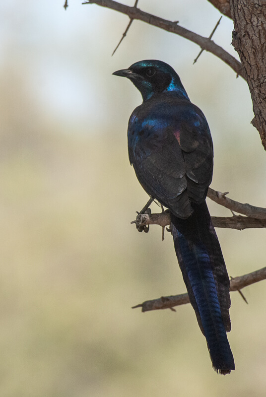 Afrique australe, Botswana - Choucador de Meves Lamprotornis mevesii - Meves's Starling dans le delta de l'Okavango
