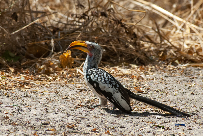 Afrique australe - Botswana. Calao à bec jaune (Tockus flavirostris) - Eastern Yellow-billed Hornbill