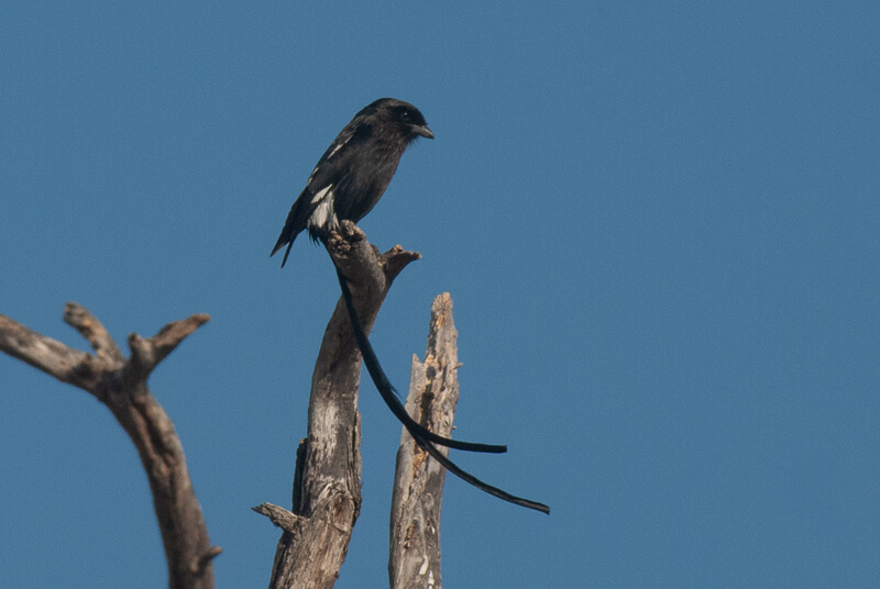 Afrique australe - Botswana. Corvinelle noir et blanc (Urolestes melanoleucus) - Magpie Shrike