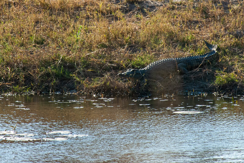 Afrique australe - Botswana. Crocodile