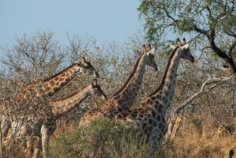 Afrique australe - Botswana. Groupe de girafes