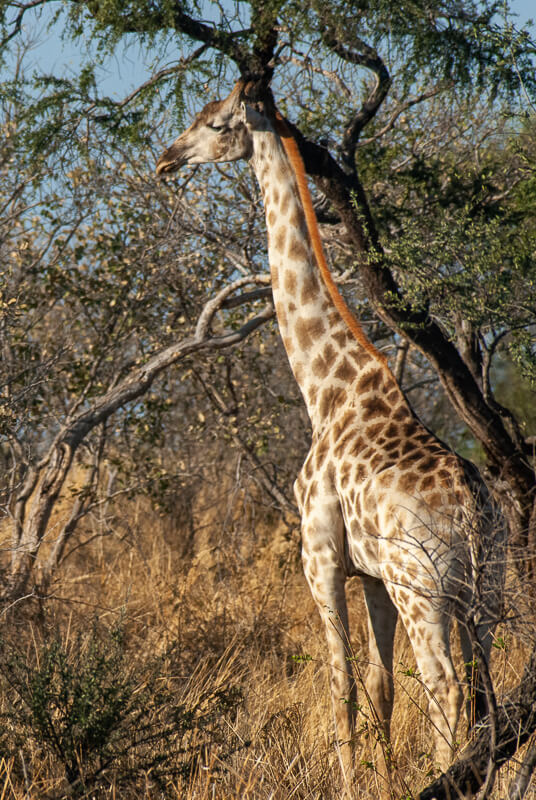 Afrique australe - Botswana. Girafe