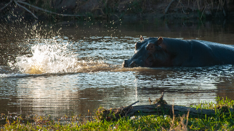 Afrique australe - Botswana. Cette mère hippopotame vient de repousser son bébé un peu violement