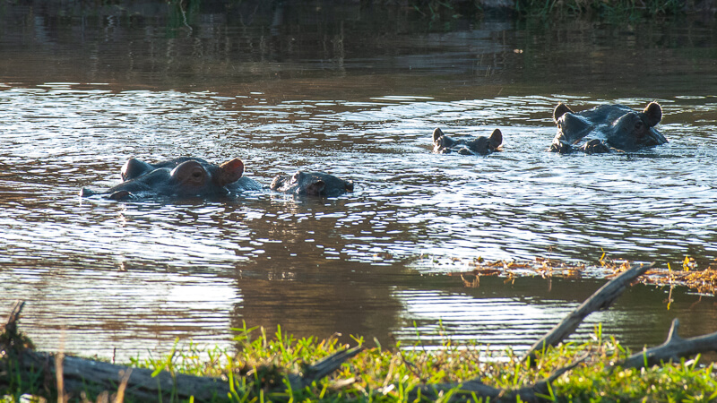 Afrique australe - Botswana. mare aux hippopotames