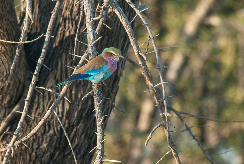 Afrique australe - Botswana. Rollier à longs brins (Coracias caudatus) - Lilac-breasted Roller