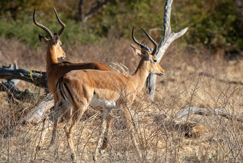 Afrique australe - Botswana. Impala (Aepyceros melampus)