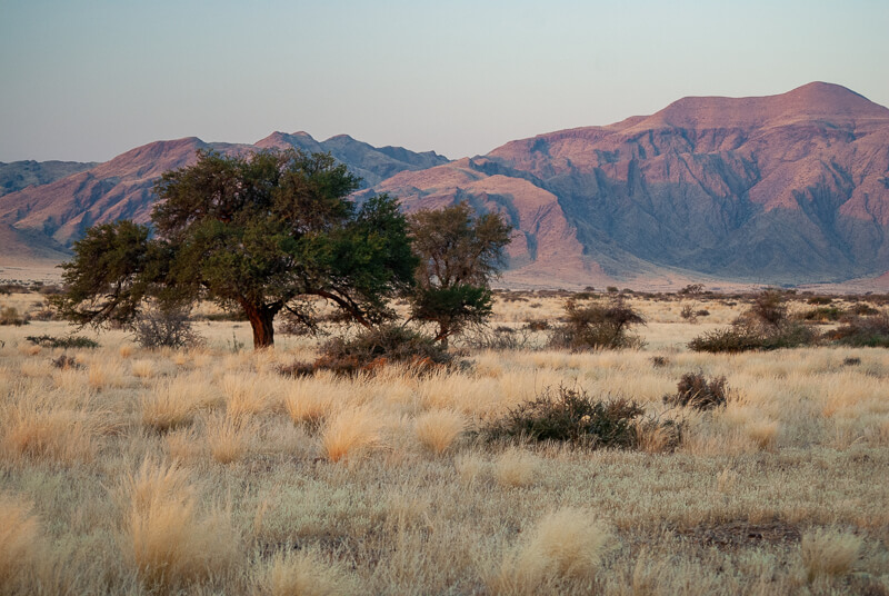 Afrique australe -Namib - Balade au coucher de soleil dans la savane près de Solitaire