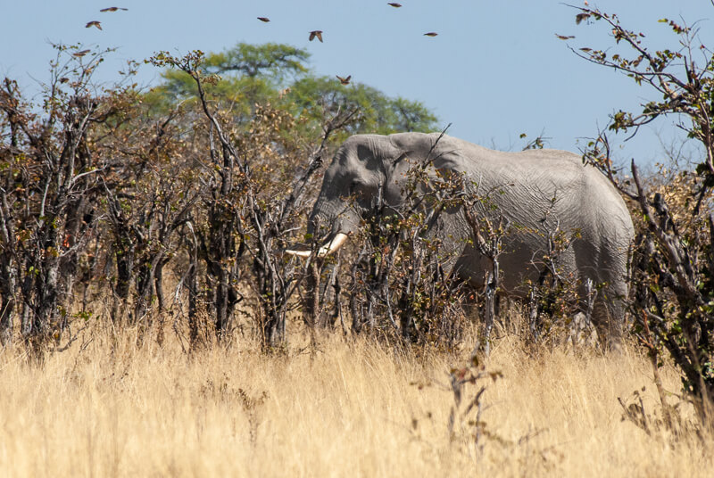 Afrique australe - Botswana. Cet éléphant chasse les oiseaux en s'enfonçant dans le bush