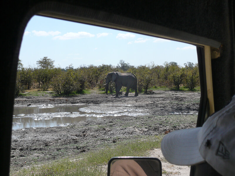 Afrique australe - Botswana. Eléphant solitaire près d'un point d'eau