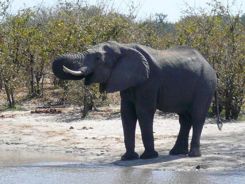 Afrique australe - Botswana. Eléphant solitaire près d'un point d'eau