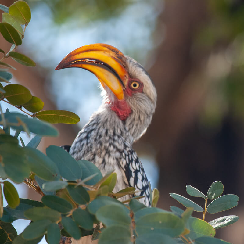Afrique australe - Botswana. Calao à bec jaune ( Tockus flavirostris )- Eastern Yellow-billed Hornbill