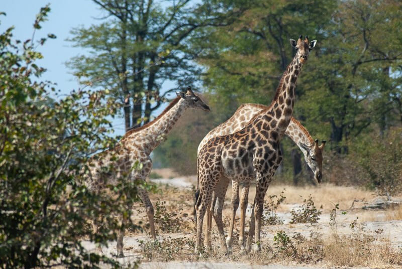 Afrique australe - Botswana. Groupe de girafes avec girafon