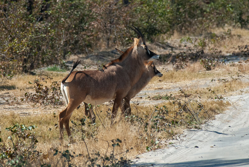 Afrique australe - Botswana. Couple d’antilopes rouannes (Hippotragus equinus) ou antilopes cheval avec leur pique-boeufs