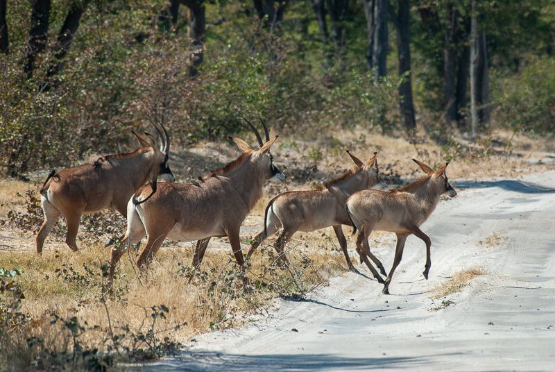 Afrique australe - Botswana. Petit groupe d’antilopes rouannes (Hippotragus equinus) ou antilopes cheval