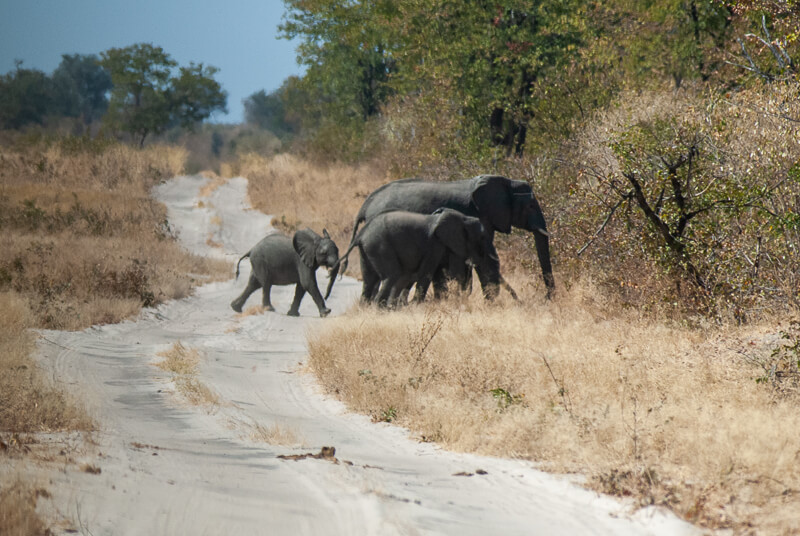 Afrique australe - Botswana. Nous croisons une famille d'éléphants