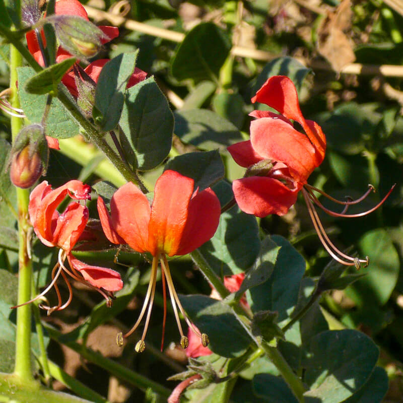 Afrique australe - Botswana. fleurs de lys rouge orangé