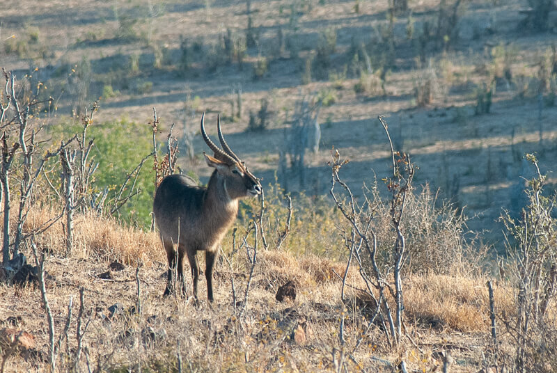 Afrique australe - Botswana, Chobe - cobe onctueux sous espèce du cobe à croissant (Kobus ellipsiprymnus), aussi appelé waterbuck ou antilope sing-sing