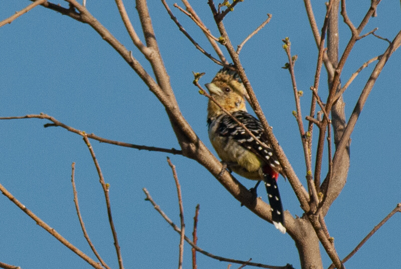 Afrique australe - Botswana, Chobe - Barbican promépic Trachyphonus vaillantii - Crested Barbet