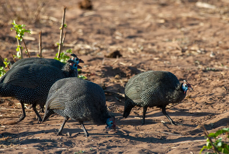Afrique australe - Botswana, Chobe - Pintade de Numidie Numida meleagris - Helmeted Guineafowl