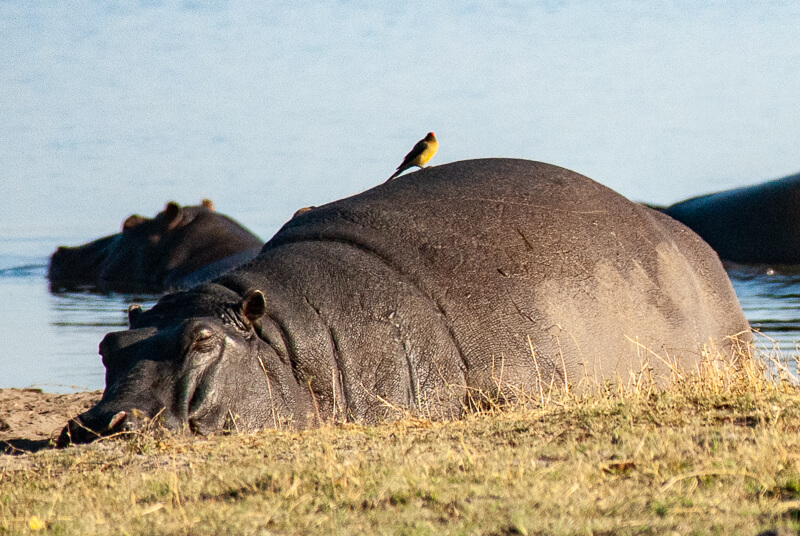 Afrique australe - Botswana, Chobe - Hippopotames et pique-boeufs à bec rouge